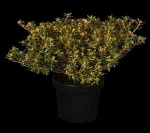 Rhododendron 'St Merryn' - 40-50 CM C10 - image 2
