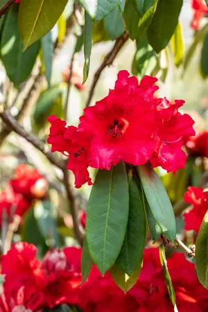 Rhododendron 'Taurus' - 30-40 CM C5 - image 4