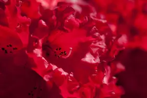 Rhododendron 'Taurus'