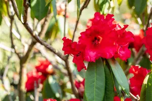 Rhododendron 'Taurus' - 30-40 CM C5 - image 3