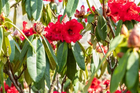 Rhododendron 'Taurus' - 30-40 CM C5 - image 5