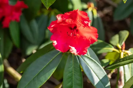 Rhododendron 'Taurus' - 30-40 CM C5 - image 2
