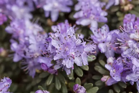 Rhododendron 'Tortoises. Wonder' - 2 Ltr pot