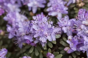 Rhododendron 'Tortoises. Wonder'