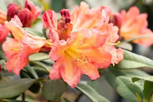 Rhododendron 'Tortoiseshell Orange'