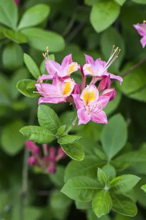 Rhododendron viscosum - 80-100 CM C18 - image 3