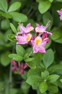 Rhododendron viscosum - 80-100 CM C18 - image 3