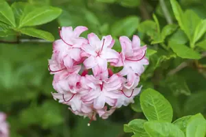 Rhododendron viscosum - 80-100 CM C18 - image 2