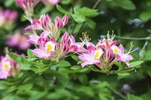 Rhododendron viscosum - 80-100 CM C18 - image 4