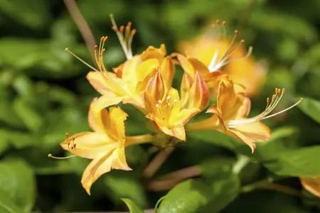 Rhododendron viscosum - 80-100 CM C80 - image 5