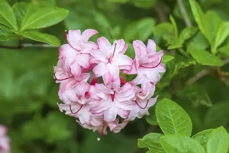 Rhododendron viscosum - 70-80 CM C30 - image 2