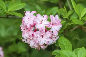 Rhododendron viscosum - 70-80 CM C30 - image 2