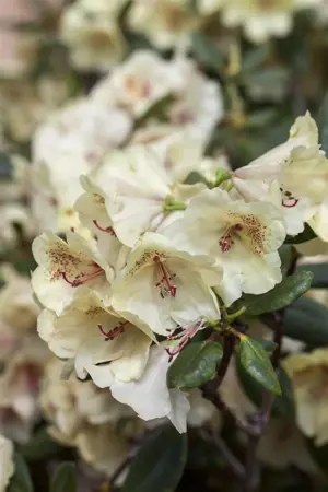 Rhododendron 'Viscy' - 40-50 CM C5 - image 1