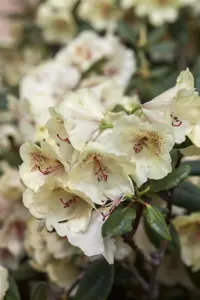 Rhododendron 'Viscy'
