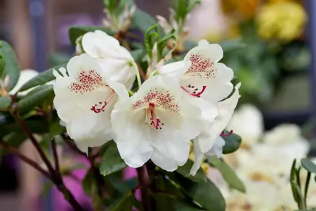 Rhododendron 'Viscy' - 40-50 CM C5 - image 2