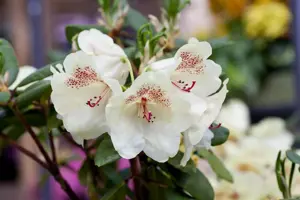 Rhododendron 'Viscy' - 40-50 CM C5 - image 2
