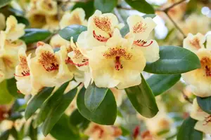 Rhododendron 'Viscy' - 40-50 CM C5 - image 3