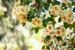 Rhododendron 'Viscy' - 40-50 CM C5 - image 5