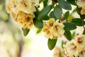 Rhododendron 'Viscy' - 40-50 CM C5 - image 4