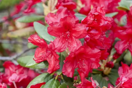Rhododendron 'Vulcan's Flame' - 3 Ltr pot - image 1
