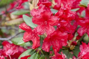 Rhododendron 'Vulcan's Flame' - 3 Ltr pot - image 1