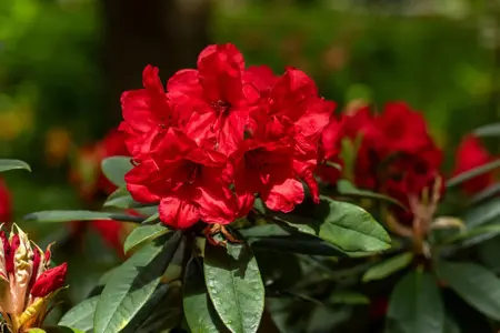 Rhododendron 'Vulcan's Flame' - 5 Ltr pot - image 2