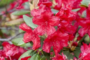 Rhododendron 'Vulcan's Flame' - 30-40 CM C5 - image 2
