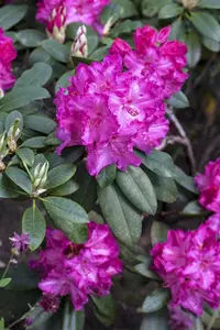 Rhododendron 'Walkure' - 5 Ltr pot - image 2