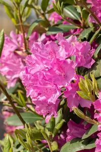 Rhododendron 'Walkure' - 5 Ltr pot - image 3