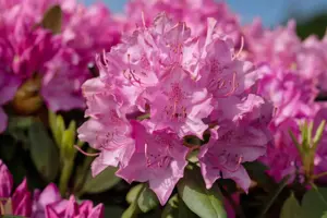 Rhododendron 'Walkure' - 30-40 CM C5 - image 4