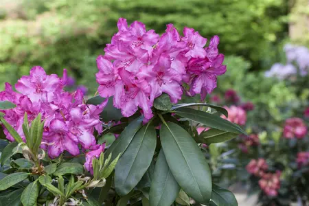Rhododendron 'Walkure' - 5 Ltr pot - image 1