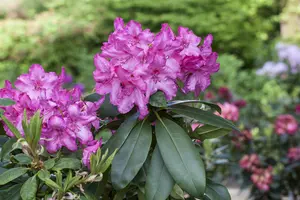 Rhododendron 'Walkure'