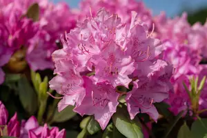 Rhododendron 'Walkure' - 5 Ltr pot - image 4