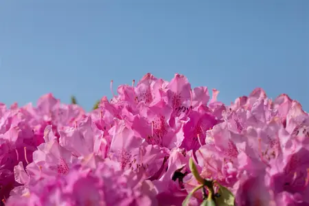 Rhododendron 'Walkure' - 5 Ltr pot - image 5