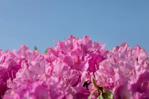 Rhododendron 'Walkure' - 5 Ltr pot - image 5