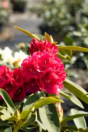 Rhododendron 'Wilgen's Ruby' - 5 Ltr pot - image 4