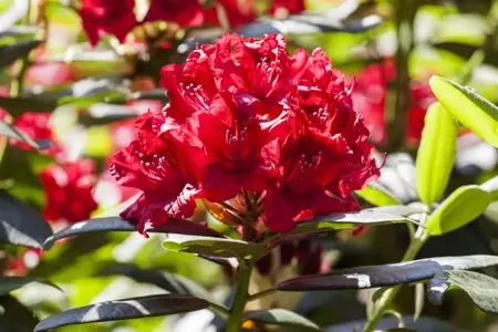 Rhododendron 'Wilgen's Ruby' - 5 Ltr pot - image 2