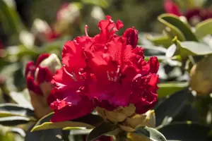 Rhododendron 'Wilgen's Ruby' - 60-80 CM C30 - image 1