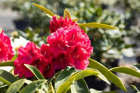 Rhododendron 'Wilgen's Ruby' - 60-80 CM C30 - image 3