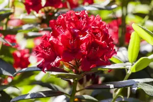 Rhododendron 'Wilgen's Ruby' - 70-80 CM C40 - image 2