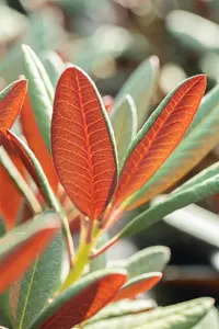 Rhododendron 'Wine & Roses'?
