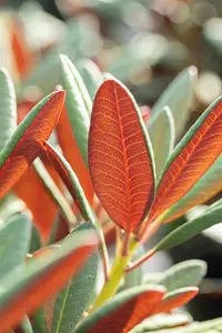 Rhododendron 'Wine & Roses'? - 30-40 CM C3 - image 2