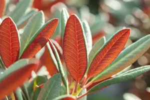 Rhododendron 'Wine & Roses'? - 5 Ltr pot - image 3