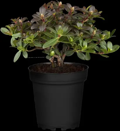 Rhododendron 'Wren' - 2 Ltr pot - image 4