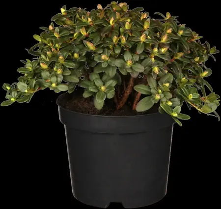 Rhododendron 'Wren' - 2 Ltr pot - image 1
