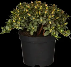 Rhododendron 'Wren' - 2 Ltr pot - image 1