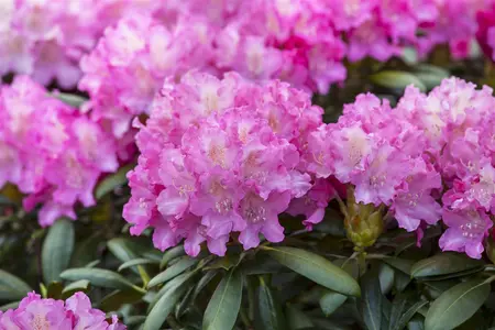 Rhododendron (Y) 'Anastasia' - 5 Ltr pot