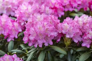 Rhododendron (Y) 'Anastasia' - 5 Ltr pot