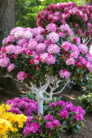 Rhododendron (Y) 'Arabella' - 50-60 CM C10 - image 1