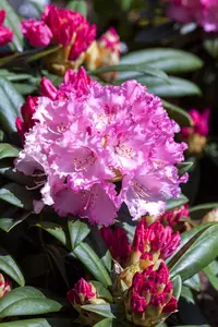 Rhododendron (Y) 'Arabella' - 50-60 CM C10 - image 3